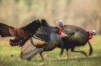 Indiana Deer and Fall Turkey Archery Seasons Opens Today