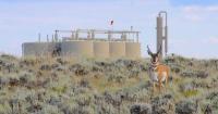 Malnutrition killed Wyoming pronghorn in peak summer as vegetation withered