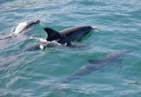 Japan city, MUFG Bank to launch satellite-based study of local dolphins