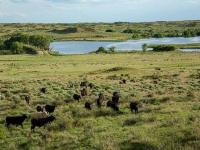 Texas Turkey Track Ranch Returns to Market, Recovers From Historic Wildfires