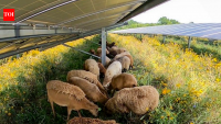 In 2018, a Vermont couple started with 30 sheep; seven years later, their solar-grazing business had 500 sheep managing vegetation across 1,500 acres of solar sites in the Northeast