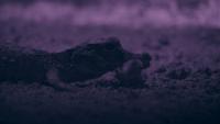 Watch the world's smallest crocodiles snatch bats in their hidden underground lair ‪—‬ a behavior never seen before