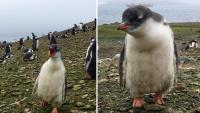 Scientists discover ‘new’ penguin species after DNA reveals hidden differences, 100 years later
