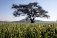 Zimbabwe has now paid R8.5bn to white ex-farmers