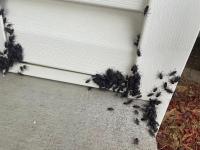 Minnesota's Boxelder Bug Invasion Has a Surprising Fix