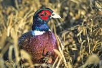 Outlook optimistic as South Dakota’s Oct. 17 pheasant opener approaches