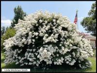 Gardening: The beauty of Crepe Myrtles