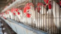 Egg industry faces dual HPAI, Salmonella challenges