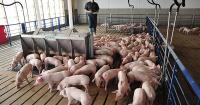 Legislation introduced to address U.S. veterinarian shortage