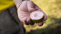 One of the world’s rarest pears only grows in a small Italian town
