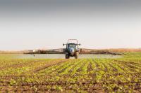 Weed flush warning for OSR growers