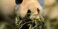 First look: Zoo Atlanta shows off new giant panda