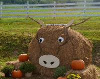 Campbell County’s first ‘Bale Trail’ is underway. Here’s how to vote.