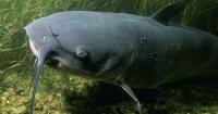 Alabama's catfish industry receives boost from Washington