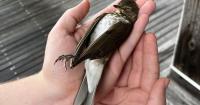 ‘Wisconsin Night Guardians’ works to protect birds from deadly window collisions
