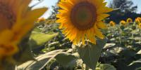 Give the gift of Kansas. Sunflower State opens orders for 2026 holiday gift boxes