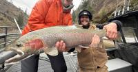 Idaho Fish and Game shrinks steelhead limit amid poor return