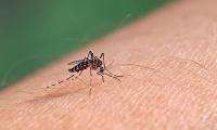 Surge of 'breakbone fever' becomes Florida's largest outbreak on record