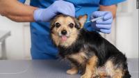 West Baton Rouge Parish Shelter and Animal Control hosting low-cost vaccine clinic
