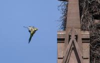What Do We Owe New York City’s Wild Parrots?