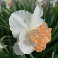 Tom Karwin, On Gardening | Planting time has arrived