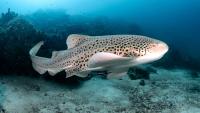 “A single camera deployment can reveal something entirely unexpected.” Researchers dropped a camera in the ocean for an hour – and caught footage of a rare shark