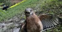 'Let Go So You Can Be Free': Florida Deputy Rescues Hawk Trapped In Pool