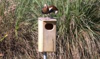 Myakka Wildlife Conservation Efforts Expand in Florida