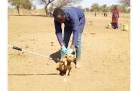 Africa urged to use technology to protect rangelands