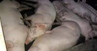 Cebu, Negros explore pre-shipment hog test