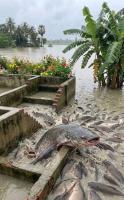 Fish, Drugs And The Creek: How Port Harcourt's Catfish Ponds Are Breedi