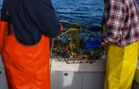 California governor signs Dungeness crab fishing reforms into law