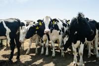 California illegally spurred “gold rush in cow manure,” lawsuit alleges