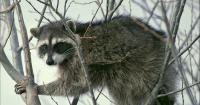 Raccoon injures Pocatello residents, Fish and Game urges caution around wildlife