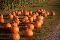 Illinois Family's Pumpkin Crop Stolen, Community Rallies