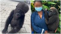 Nigeria Customs Returns Rescued Baby Gorilla Child To Congo