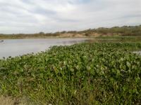 Buenos Aires: Justice confirmed the restoration of the Tonelero wetland and orders a company to repair the environmental damage