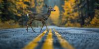 AAA warns Virginia drivers as peak deer collision season begins