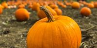 Pumpkin patch season has arrived. Here are 6 places to check out in Central Virginia