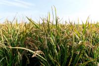 Dutch test new crop to save peatlands