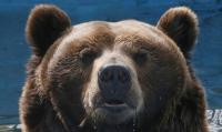 Russia moves to control bear population after 22 people killed in attacks