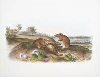 How I Accidentally Pinpointed the Arrival of Rats in MN Through Environmental Archaeology 