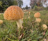 Why is New Hampshire Seeing So Many of These Mushrooms Everywhere