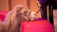 Spain banned circus lions and tigers, but other animals are still performing