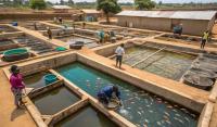 How a Ghanaian technology is helping fish farmers detect hidden threats before fish die