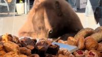 'Give Him A Coffee To Go With That': Cinnamon Bear Feasts At Aspen Farmer's Market & Viewers Adore It