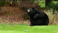 Bear shooting in Granby renews debate over Connecticut regulations