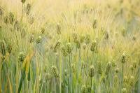 Cabinet approves Minimum Support Prices (MSP) for Rabi Crops for Marketing Season 2027-28