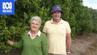 Australian citrus growers miss out on millions without US export markets