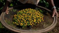Palermo, first coffee grown and harvested in Italy: warmer climate is changing farming